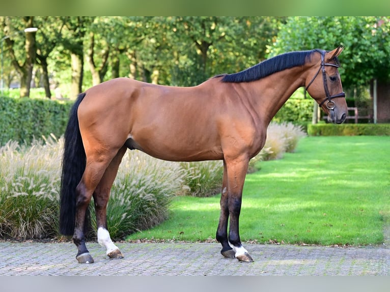 KWPN Valack 6 år 163 cm Brun in Bladel