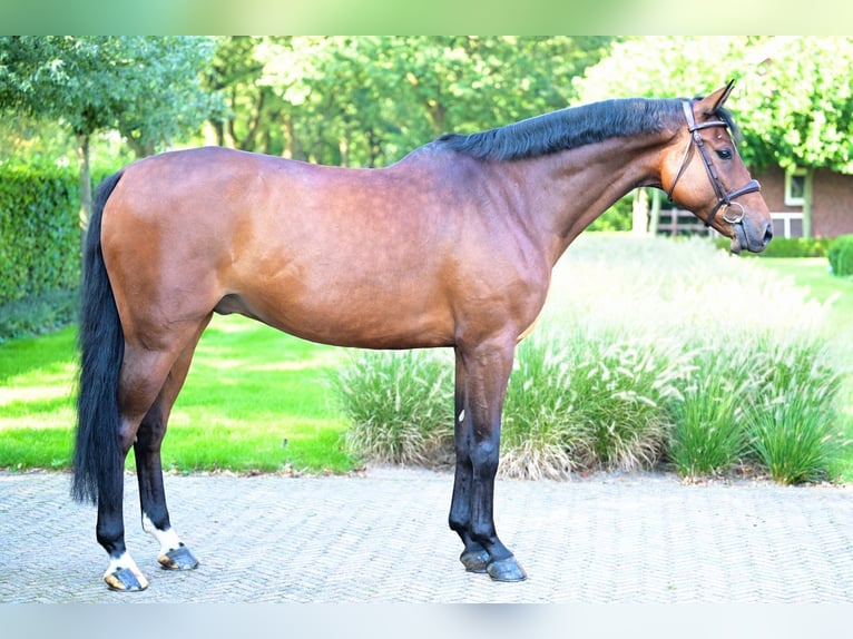 KWPN Valack 6 år 164 cm Brun in Bladel