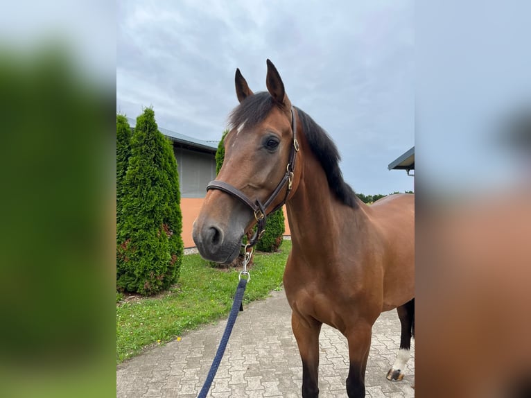 KWPN Valack 6 år 165 cm Brun in Durmersheim