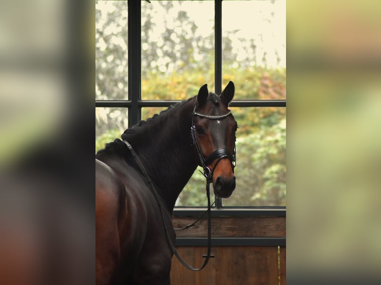 KWPN Valack 6 år 165 cm Mörkbrun in Berlicum