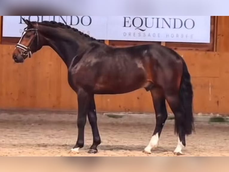 KWPN Valack 6 år 165 cm Mörkbrun in Loffenau