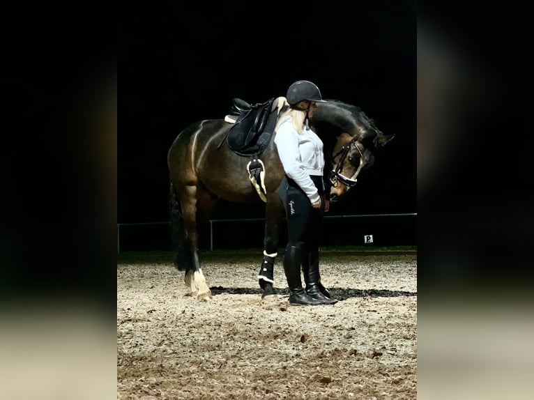 KWPN Valack 6 år 165 cm Mörkbrun in Loffenau