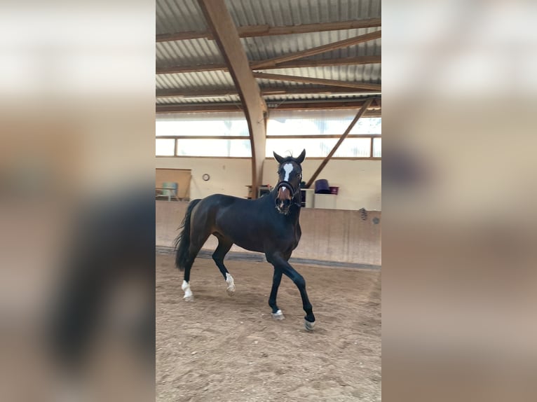 KWPN Valack 6 år 165 cm Mörkbrun in Loffenau