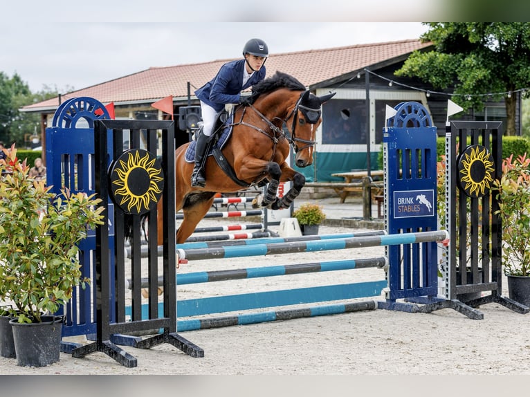 KWPN Valack 6 år 166 cm Brun in Achterveld