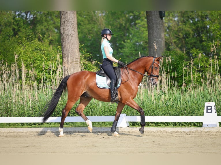 KWPN Valack 6 år 166 cm Mörkbrun in Esch