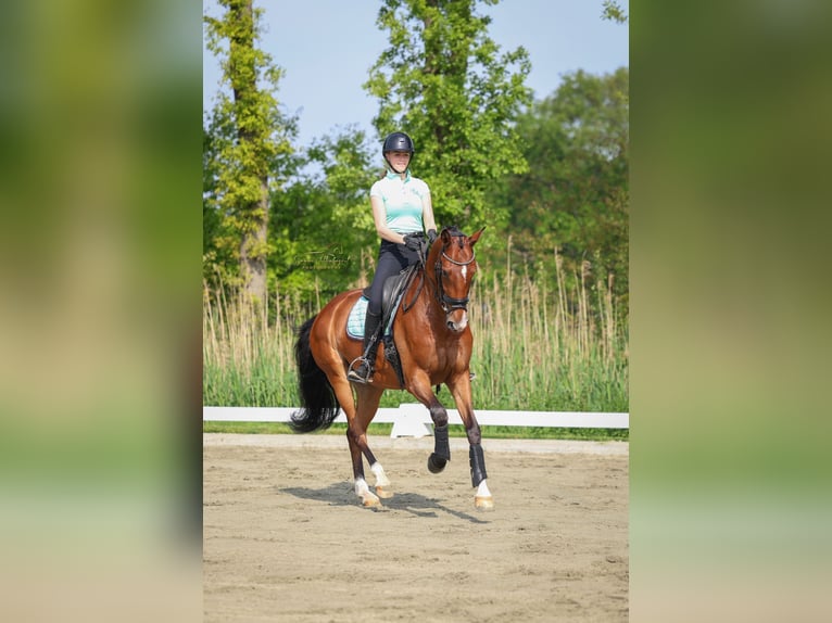 KWPN Valack 6 år 166 cm Mörkbrun in Esch