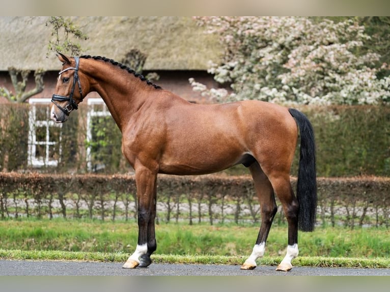 KWPN Valack 6 år 166 cm Mörkbrun in Esch