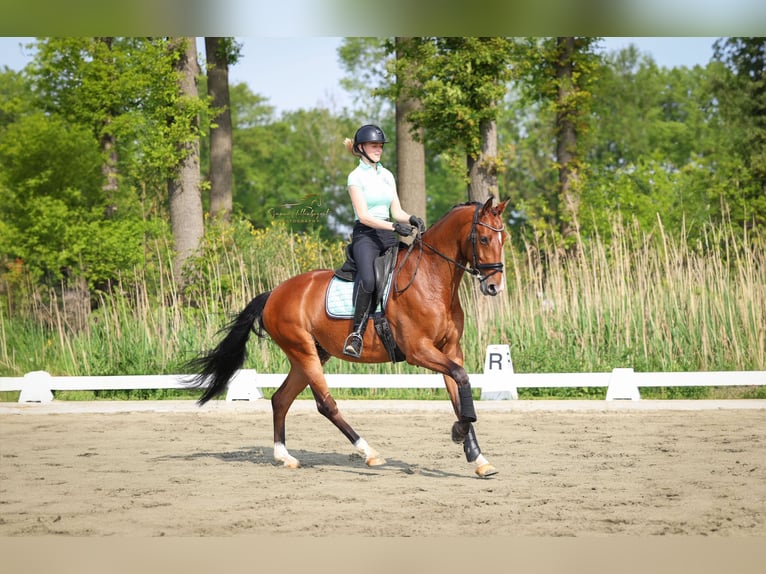 KWPN Valack 6 år 166 cm Mörkbrun in Esch