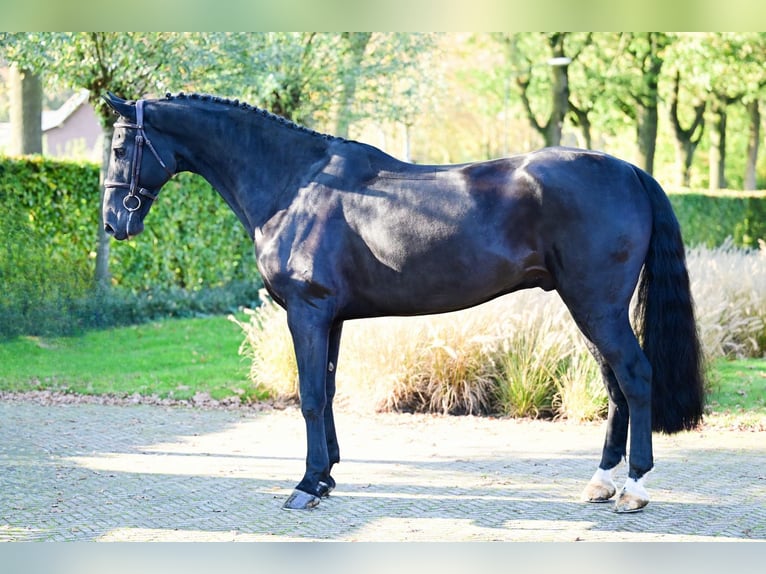 KWPN Valack 6 år 168 cm Svart in Bladel