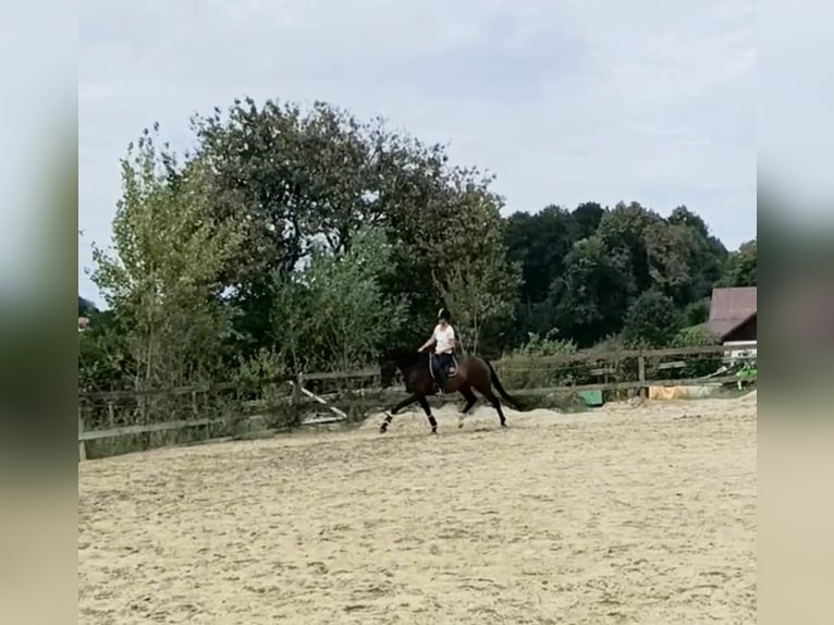 KWPN Valack 6 år 171 cm Brun in Mittergoggitsch