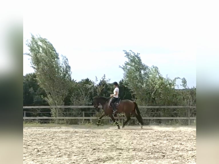 KWPN Valack 6 år 171 cm Brun in Mittergoggitsch