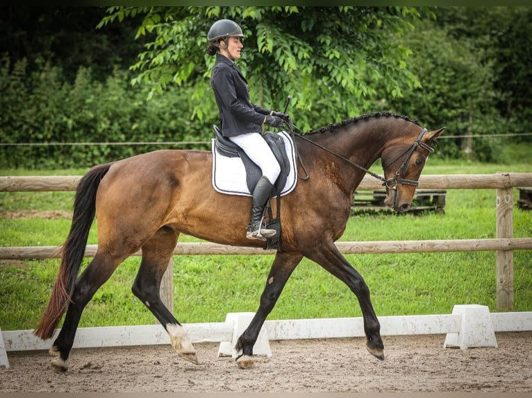 KWPN Valack 6 år 172 cm Mörkbrun in Trivy