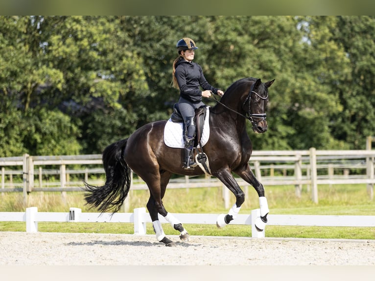 KWPN Valack 6 år 172 cm Mörkbrun in Vledderveen