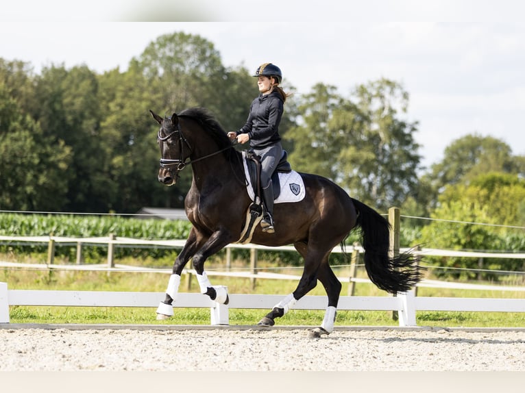 KWPN Valack 6 år 172 cm Mörkbrun in Vledderveen