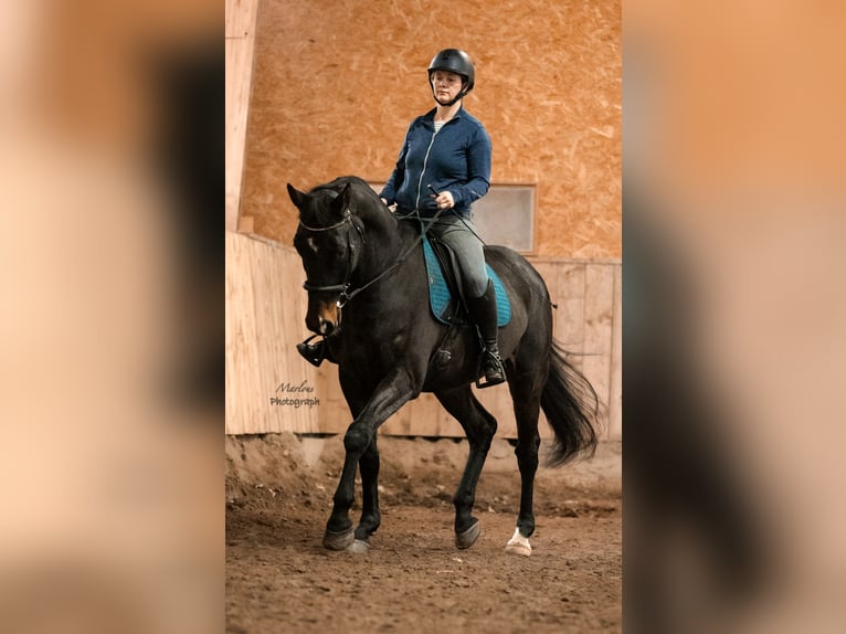 KWPN Valack 6 år 172 cm Rökfärgad svart in Ysselsteyn