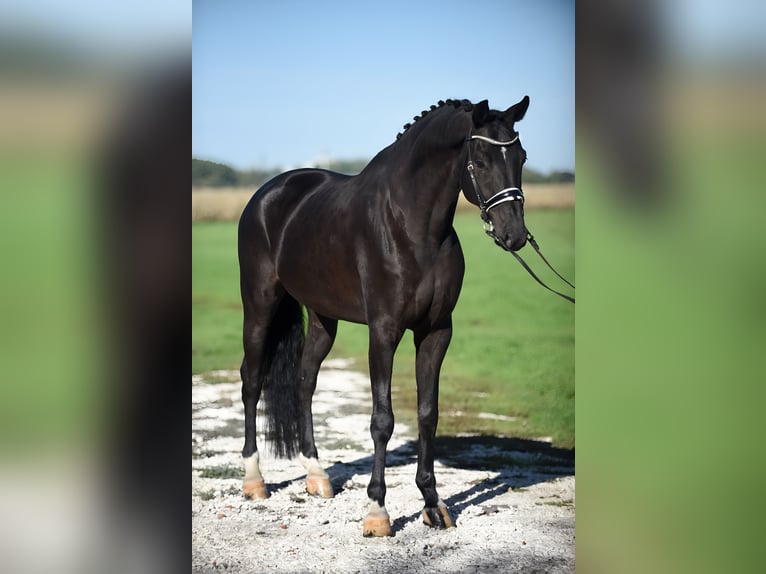 KWPN Valack 6 år 172 cm Svart in Cegléd