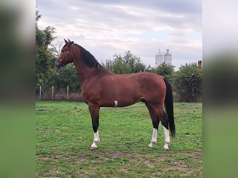 KWPN Valack 6 år 175 cm Brun in Kecskemét