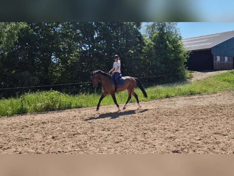 KWPN Valack 6 år 175 cm in Diepenveen