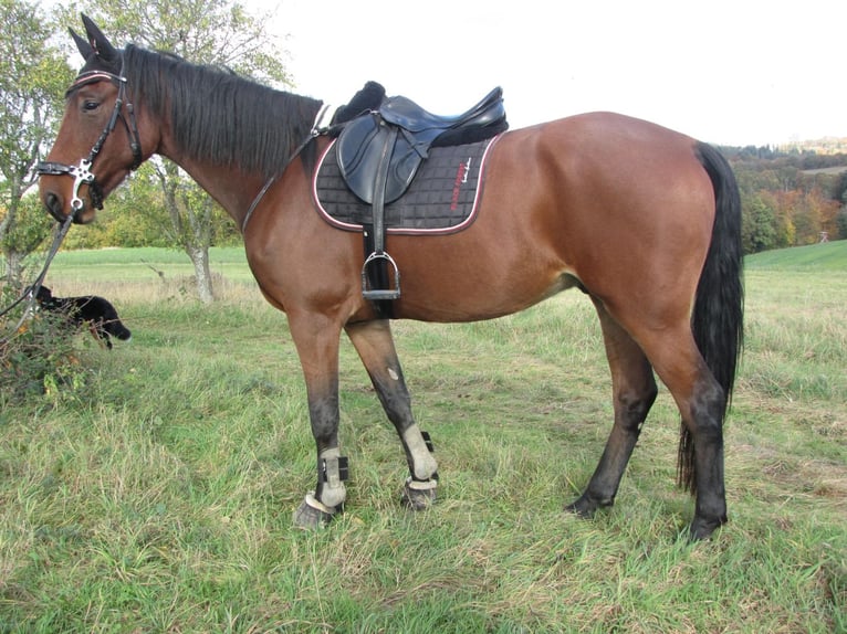 KWPN Valack 6 år 178 cm Brun in Halsenbach