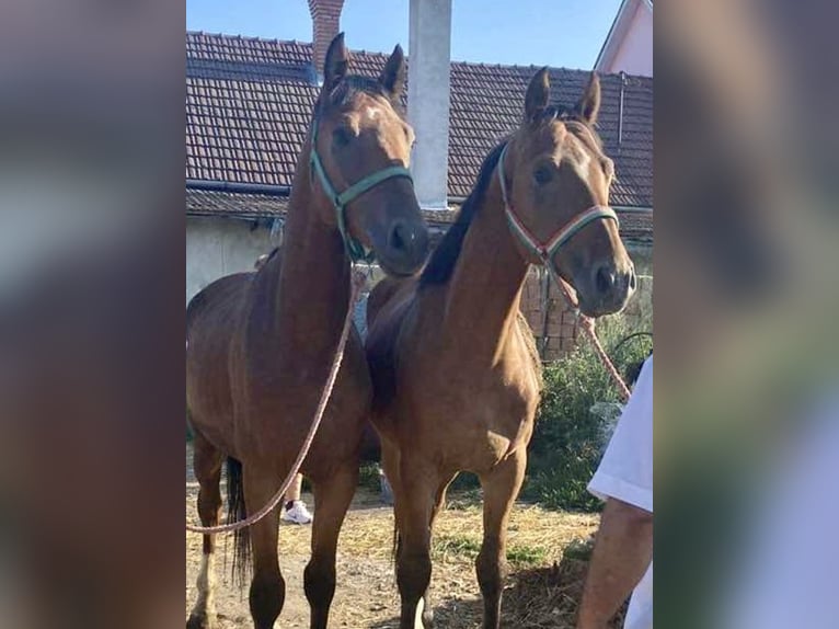 KWPN Blandning Valack 7 år 164 cm Brun in Nagykáta