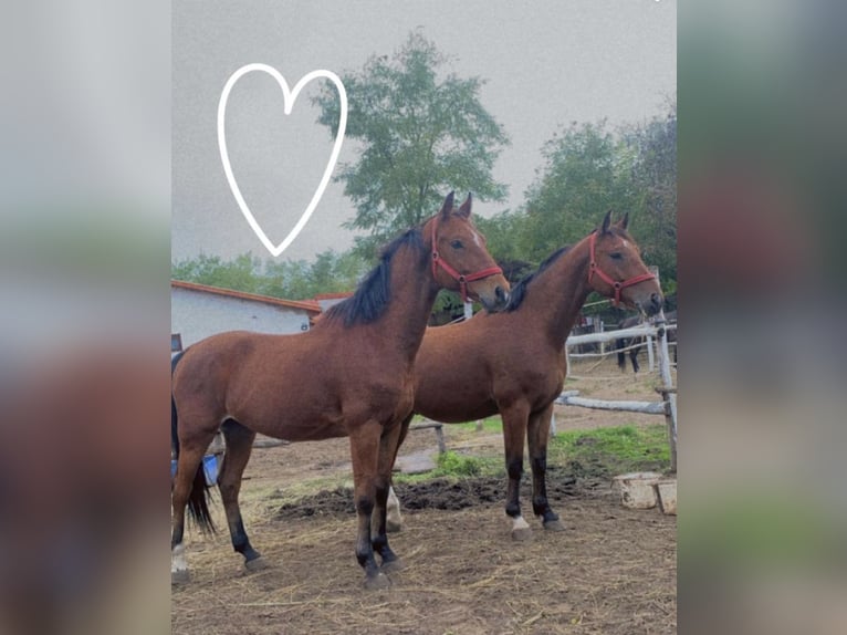 KWPN Blandning Valack 7 år 164 cm Brun in Nagykáta