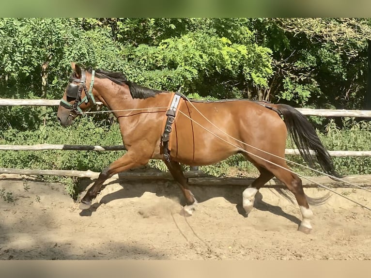 KWPN Blandning Valack 7 år 164 cm Brun in Nagykáta