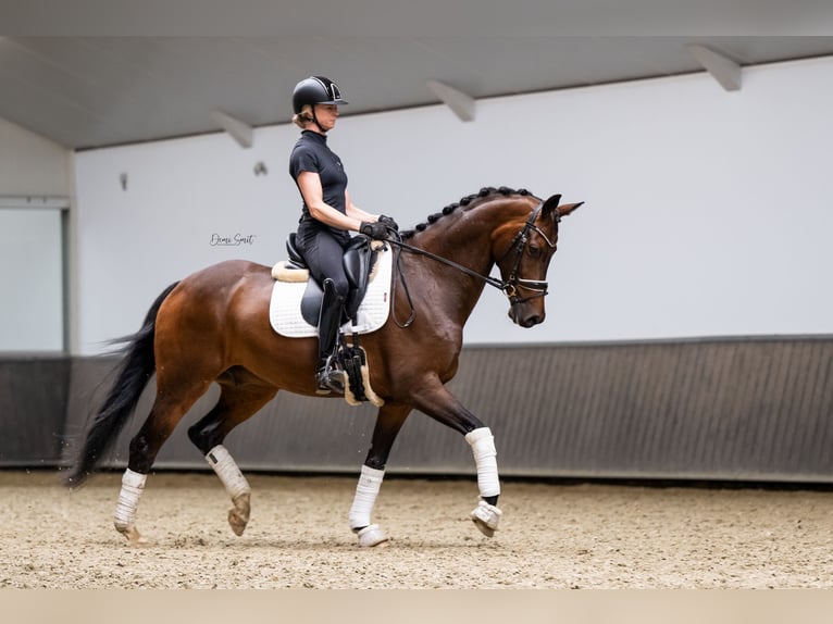 KWPN Valack 7 år 165 cm Brun in Sint Agatha