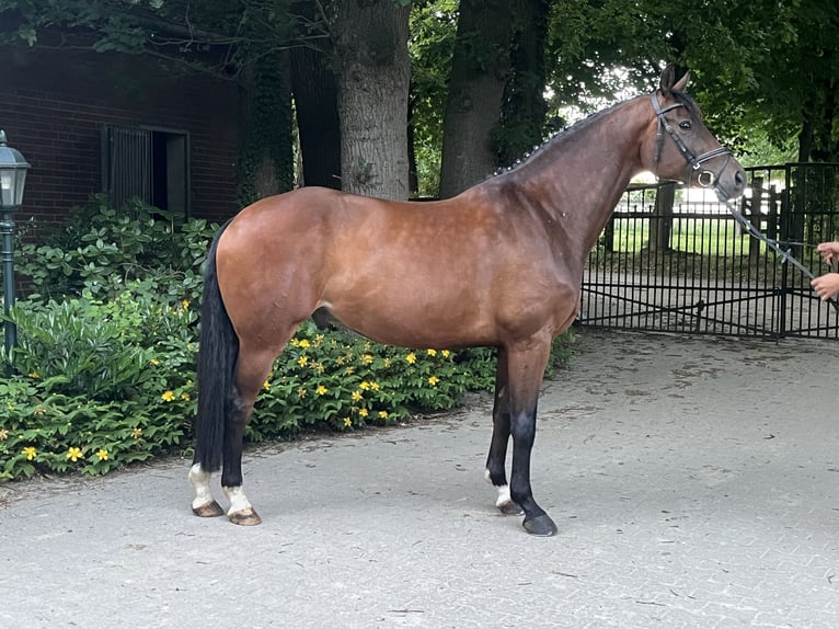 KWPN Valack 7 år 168 cm Brun in Kirchlengern