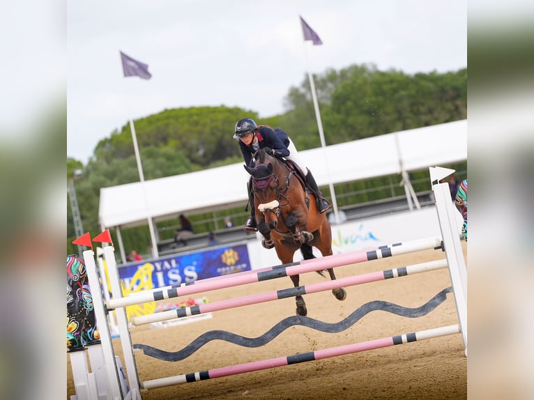 KWPN Valack 7 år 168 cm Brun in Oberstadion