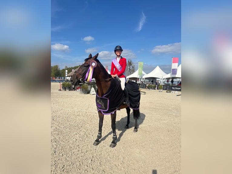 KWPN Valack 7 år 168 cm Brun in Oberstadion