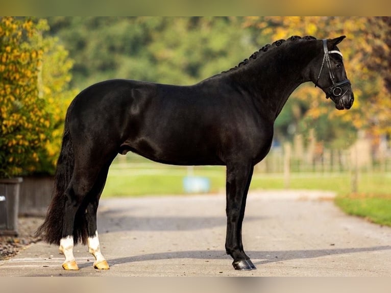 KWPN Valack 7 år 171 cm Svart in Bekesszentandras