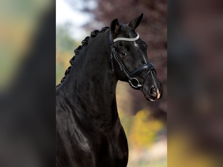 KWPN Valack 7 år 171 cm Svart in Bekesszentandras