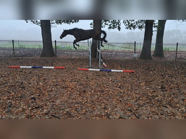 KWPN Valack 7 år 175 cm Ljusbrun in Stadskanaal