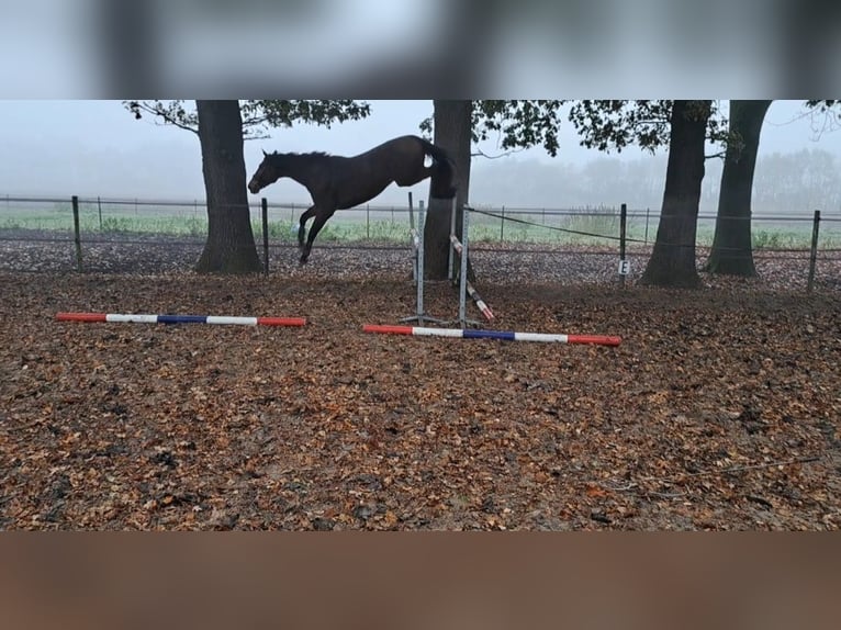 KWPN Valack 7 år 175 cm Ljusbrun in Stadskanaal