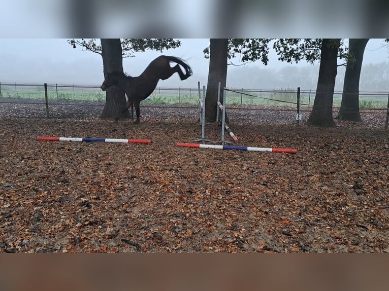 KWPN Valack 7 år 175 cm Ljusbrun in Stadskanaal