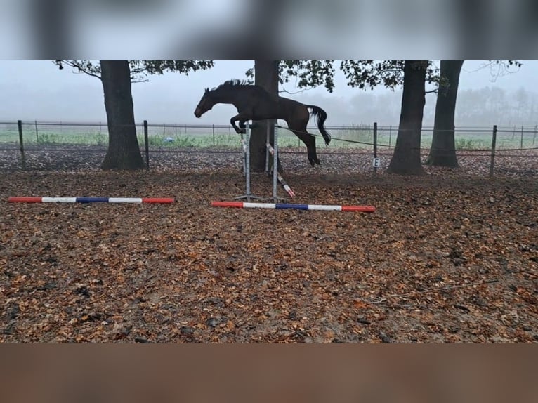 KWPN Valack 7 år 175 cm Ljusbrun in Stadskanaal