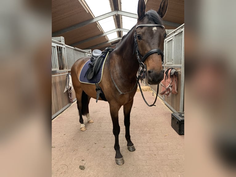 KWPN Valack 8 år 168 cm Brun in Weeze