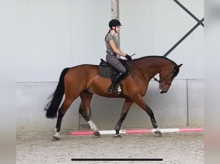 KWPN Valack 8 år 172 cm Brun in Ommen