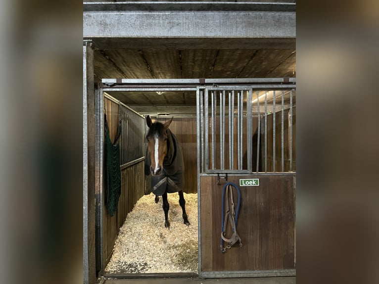 KWPN Valack 8 år 172 cm Brun in Ommen