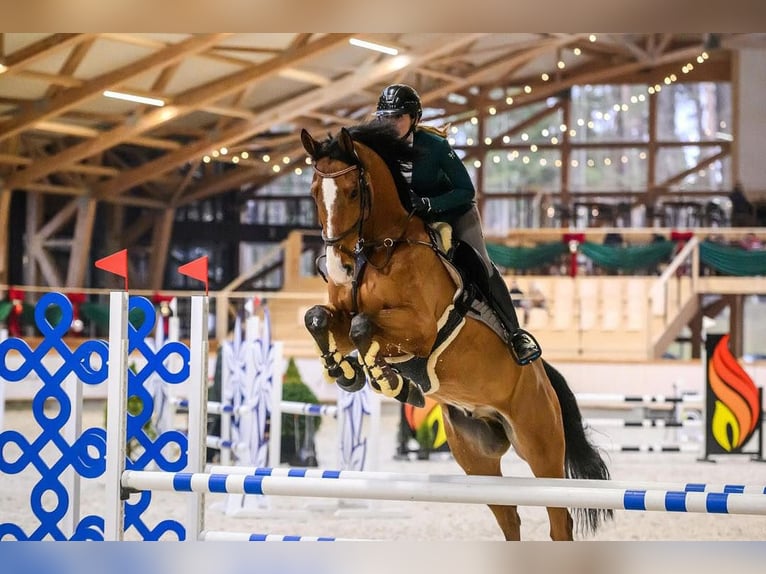 KWPN Valack 8 år 172 cm Brun in Vilnius