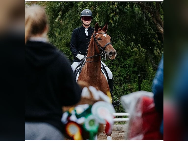 KWPN Valack 8 år 175 cm fux in Weesow