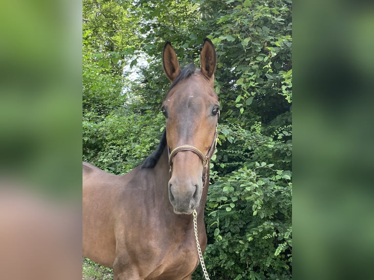 KWPN Valack 8 år in Murg