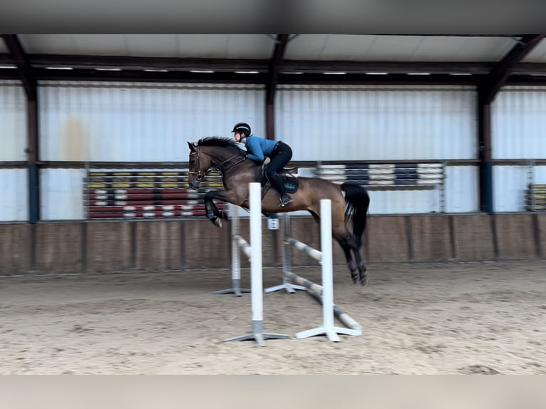 KWPN Valack 9 år 170 cm Brun in Oud Gastel