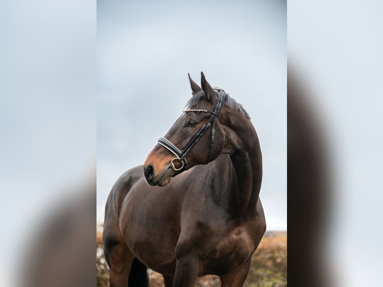 KWPN Valack 9 år 170 cm Rökfärgad svart in Jersbek