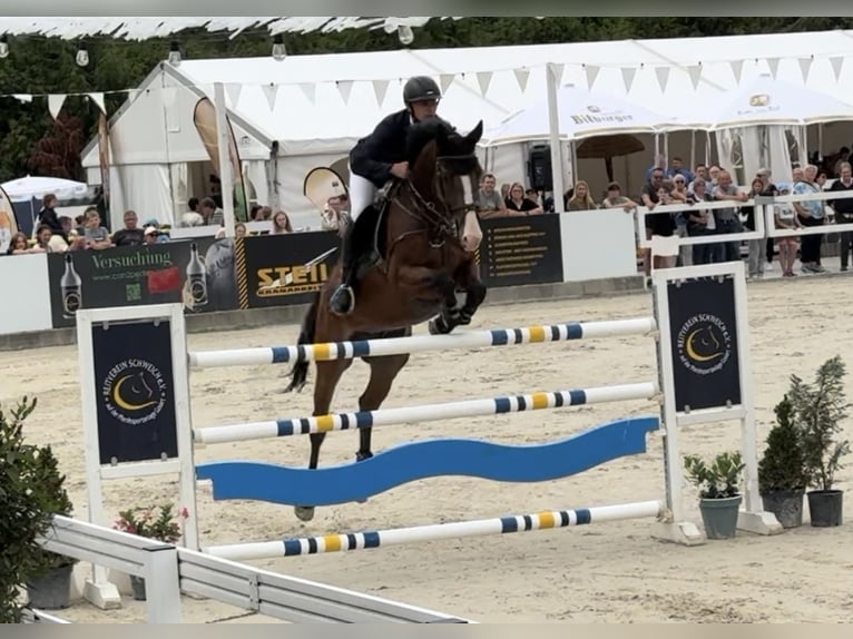 KWPN Valack 9 år 172 cm Ljusbrun in Koningsbosch