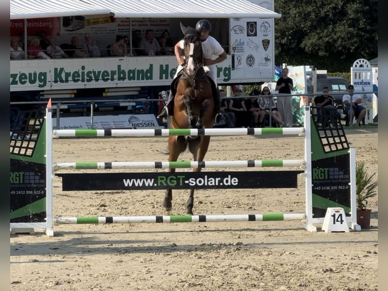 KWPN Valack 9 år 172 cm Ljusbrun in Koningsbosch