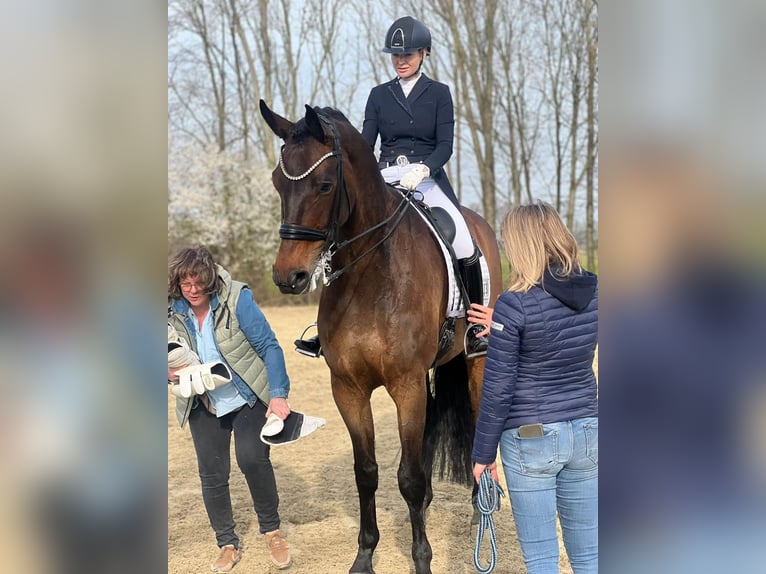 KWPN Valack 9 år 180 cm Brun in Xanten