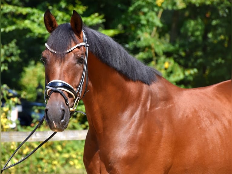 KWPN Wałach 10 lat 168 cm Gniada in Neuss
