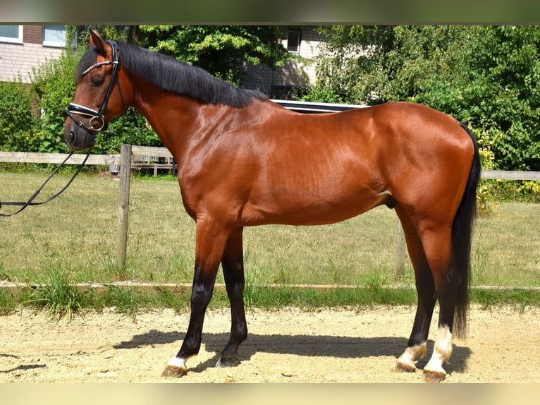 KWPN Wałach 10 lat 168 cm Gniada in Neuss