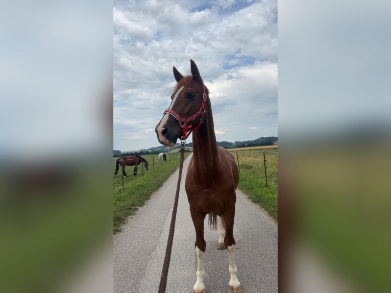 KWPN Wałach 10 lat 168 cm Kasztanowata in Wieselburg-Land